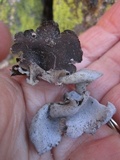 Dermatocarpon reticulatum image