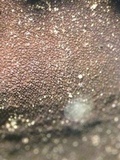 Dermatocarpon reticulatum image