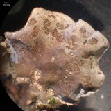 Peltigera extenuata image