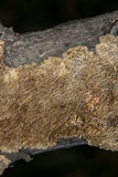 Hydnoporia olivacea image