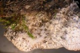 Peltigera extenuata image