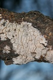 Peniophora cinerea image