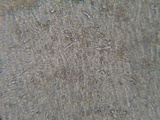 Stropharia caerulea image