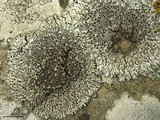 Physcia phaea image