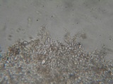 Stropharia caerulea image