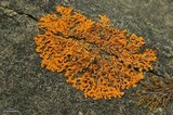 Xanthoria sorediata image