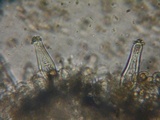 Inocybe flocculosa image