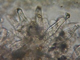 Inocybe flocculosa image