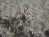 Inocybe flocculosa image
