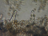 Inocybe flocculosa image