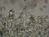 Inocybe flocculosa image