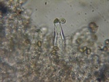 Inocybe flocculosa image