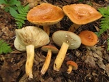 Lactarius volemus image