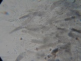 Entoloma serrulatum image