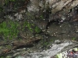Mycena corticola image