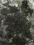 Allantoparmelia alpicola image