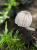 Mycena corticola image