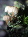 Mycena corticola image