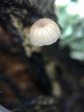 Mycena corticola image