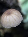 Mycena corticola image