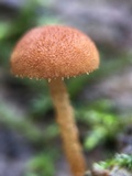Flammulaster muricatus image
