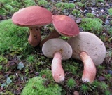 Gyroporus purpurinus image