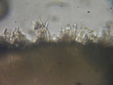 Rhodocybe aureicystidiata image