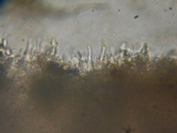 Rhodocybe aureicystidiata image