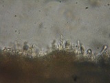 Rhodocybe aureicystidiata image