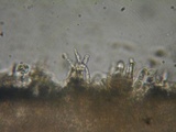 Rhodocybe aureicystidiata image