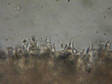 Rhodocybe aureicystidiata image