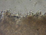 Rhodocybe aureicystidiata image
