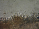 Rhodocybe aureicystidiata image