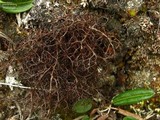 Coelocaulon divergens image