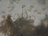 Inocybe leiocephala image
