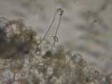 Inocybe leiocephala image