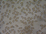 Inocybe leiocephala image