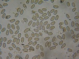 Inocybe leiocephala image