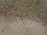 Inocybe leiocephala image