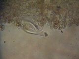 Inocybe leiocephala image