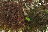 Coelocaulon divergens image