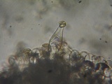Inocybe leiocephala image
