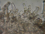 Inocybe leiocephala image