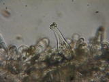 Inocybe leiocephala image