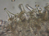 Inocybe leiocephala image
