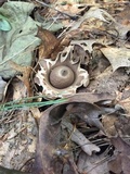 Geastrum fimbriatum image