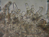 Inocybe leiocephala image