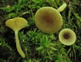 Lactarius griseus image