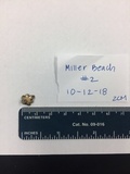 Geastrum minimum image