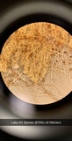 Geastrum minimum image